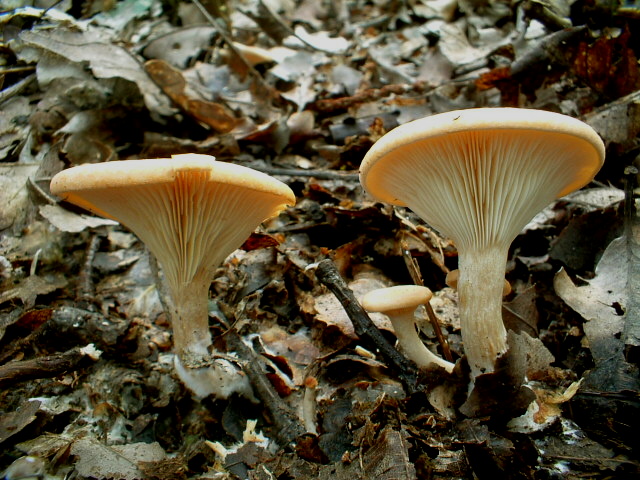 Armillaria mellea e Lepista inversa